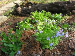 Virginia Bluebells